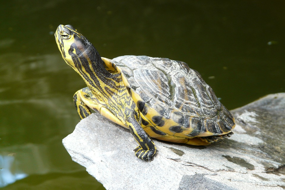 Verbinding vertrekken Strak Waterschildpadden - Wat u waarschijnlijk nog niet over ze weet