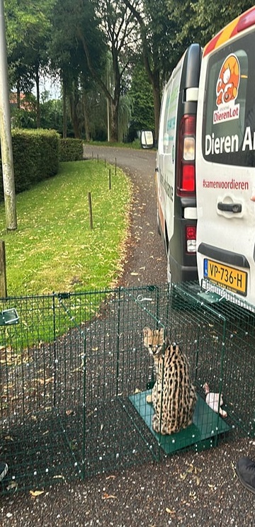 Op zoek naar een ontsnapte serval in Lexmond