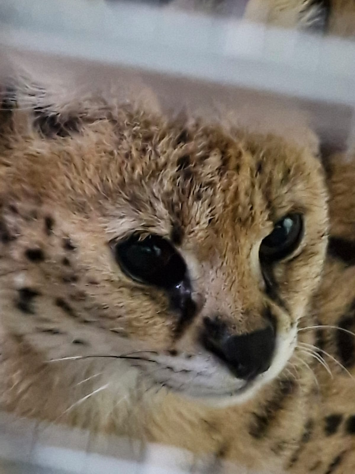 Op zoek naar een ontsnapte serval in Lexmond