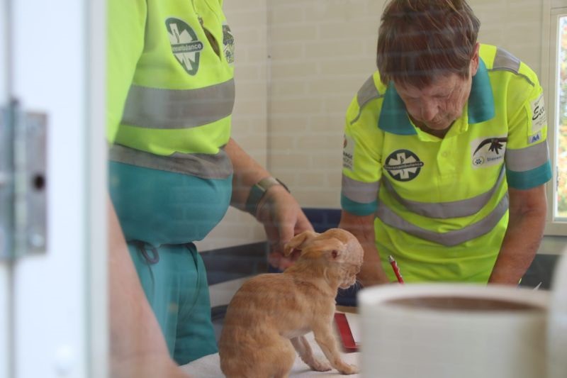 Meer dan 100 hondjes uit een huurwoning in Culemborg gehaald