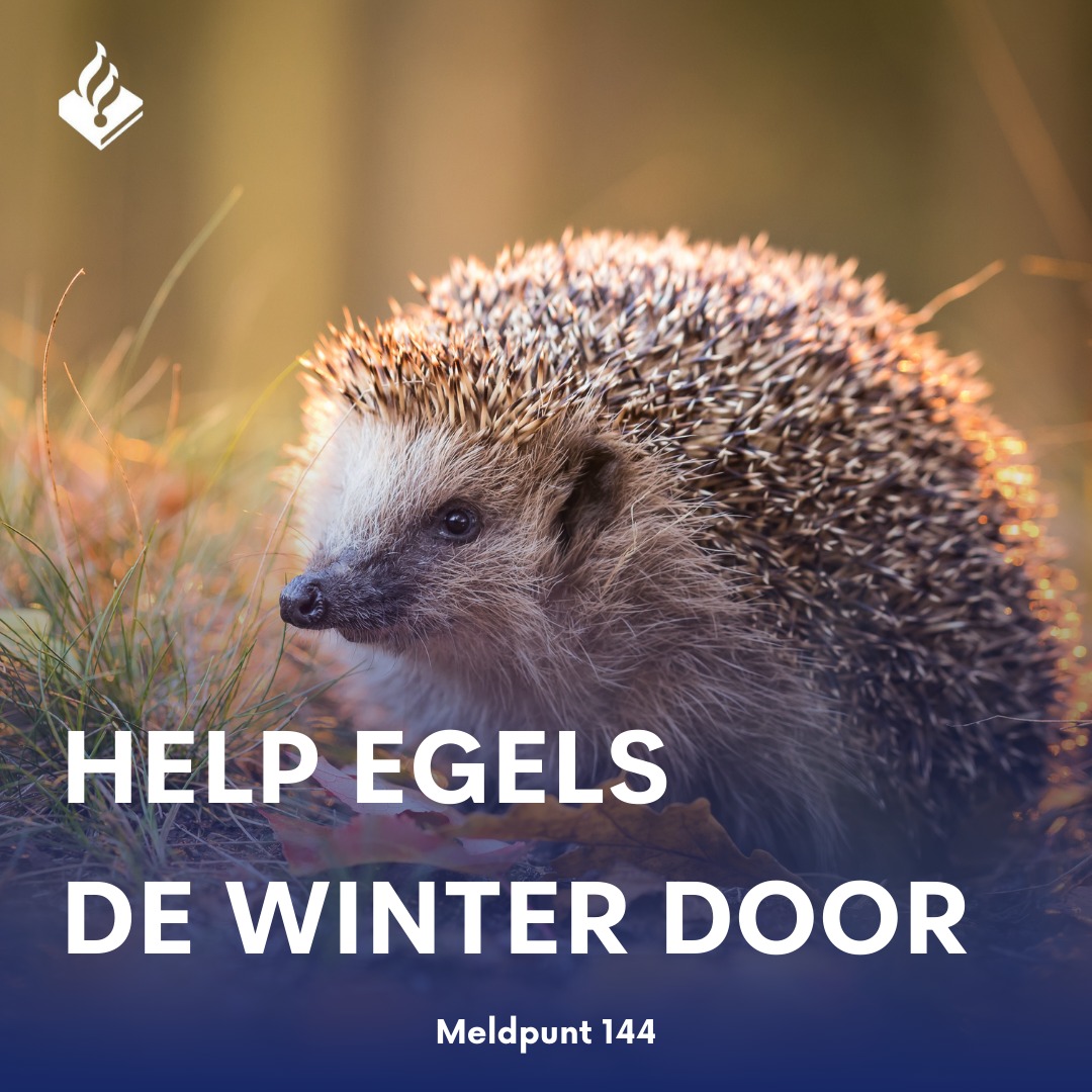 Help de egels de winter door! (Nu al? Ja... dat begint nu!)